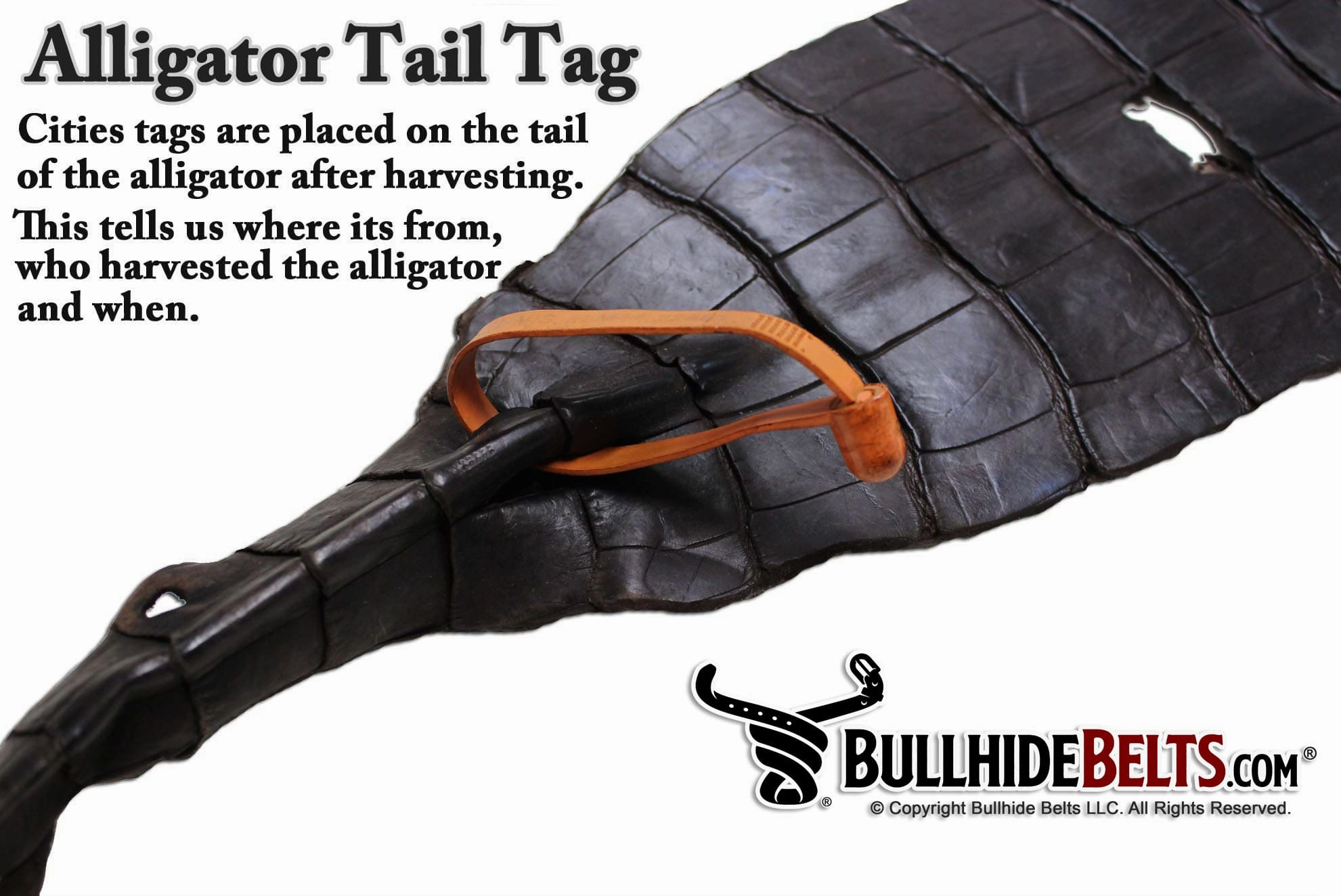 Brown Alligator Money Clip Wallet With Credit Card Slots